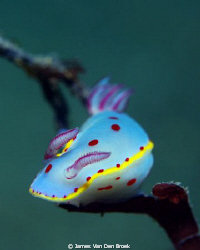 I found this Bennett's Hypselodoris (Hypselodoris bennett... by James Van Den Broek 